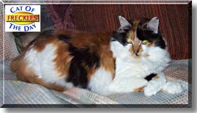 Freckles, the Cat of the Day