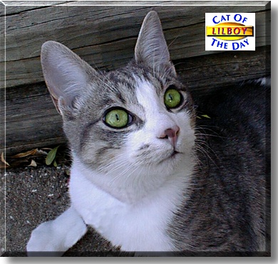 Lilboy, the Cat of the Day