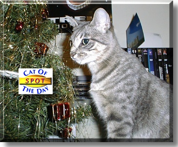 Spot, the Cat of the Day