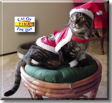 Tina, the Cat of the Day