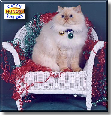Nonose, the Cat of the Day