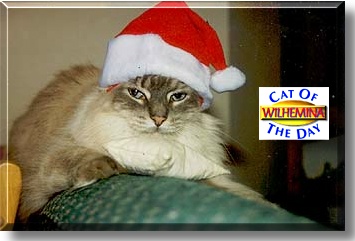 Wilhemenia, the Cat of the Day