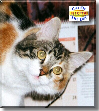 Nikita, the Cat of the Day