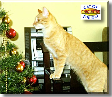 Chiquitita, the Cat of the Day
