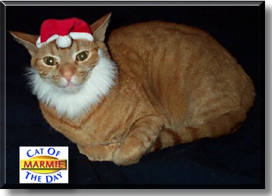Marmie, the Cat of the Day