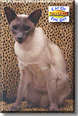 Tallulah, the Cat of the Day
