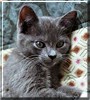 Willow