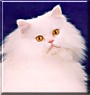 Casper
