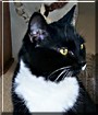 Willi-Paw-Baybee