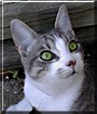 Lilboy
