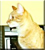 Chiquitita