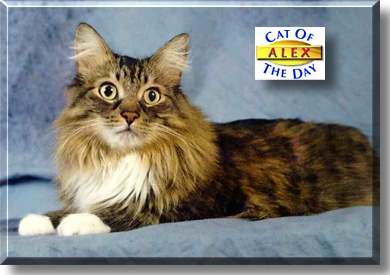 Alex, the Cat of the Day