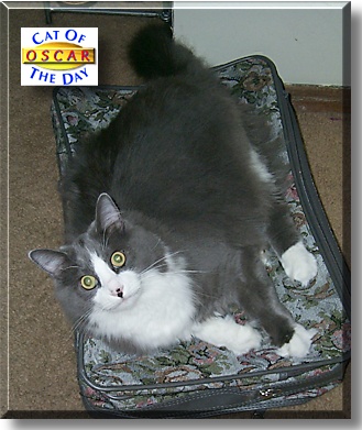 Oscar, the Cat of the Day