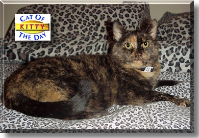 Kitty, the Cat of the Day