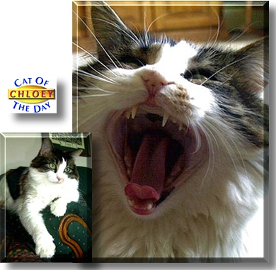 Chloey, the Cat of the Day
