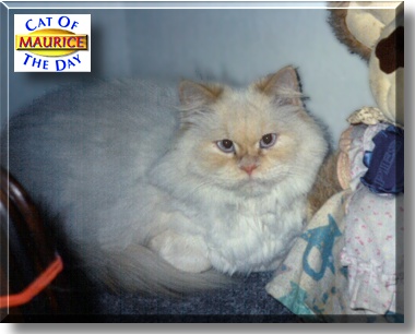 Maurice, the Cat of the Day