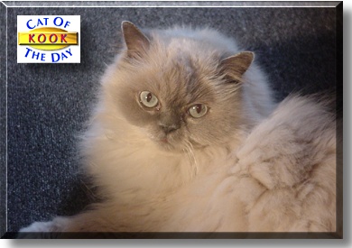 Kook, the Cat of the Day