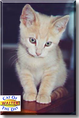 Walter, the Cat of the Day