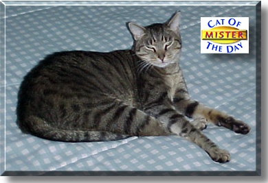 Mister, the Cat of the Day