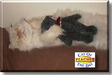 Peaches, the Cat of the Day
