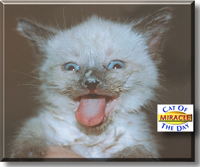 Miracle, the Cat of the Day