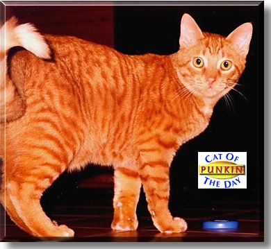 Punkin, the Cat of the Day