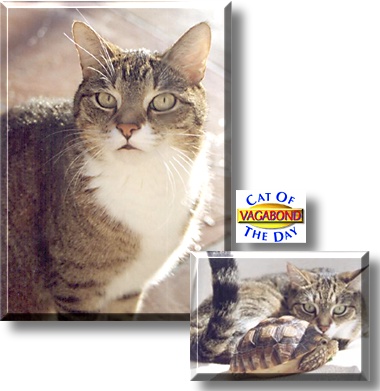 Vagabond, the Cat of the Day