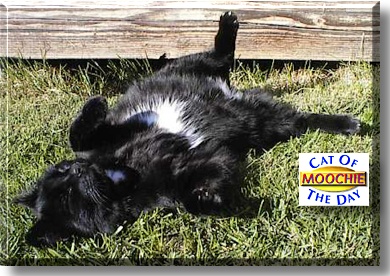 Moochie, the Cat of the Day