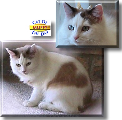 Little Miss Muffet, the Cat of the Day