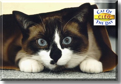 Cl&eacute;o, the Cat of the Day