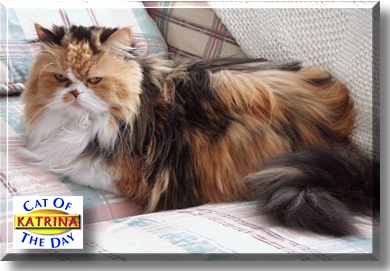 Katrina, the Cat of the Day
