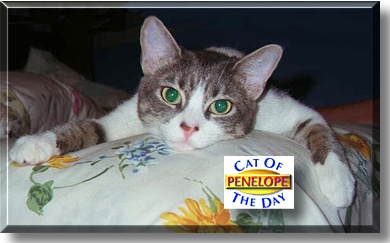 Penelope, the Cat of the Day