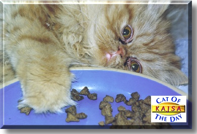 Kasja, the Cat of the Day