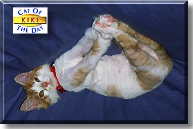 Kiki, the Cat of the Day