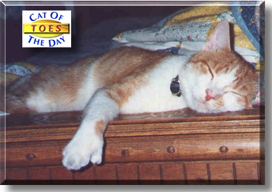 Toes, the Cat of the Day