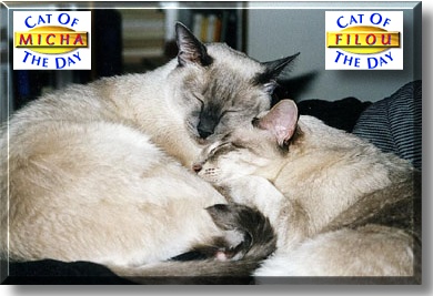 Micha and Filou, the Cats of the Day