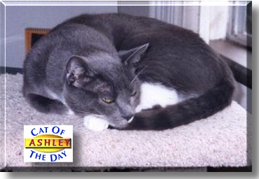 Ashley, the Cat of the Day