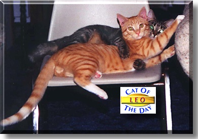 Leo, the Cat of the Day