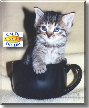 Oscar, the Cat of the Day