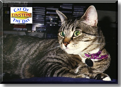 Einstein, the Cat of the Day