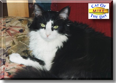 Michael J. Cat, the Cat of the Day