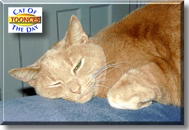 Toonces, the Cat of the Day