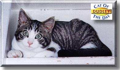 Dudley, the Cat of the Day