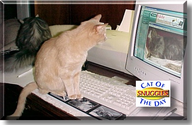 Snuggles, the Cat of the Day