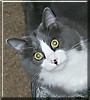 Oscar
