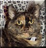 Kitty