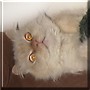 Peaches
