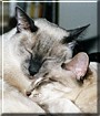Micha, Filou