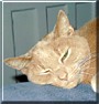 Toonces