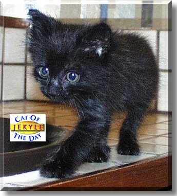 Jekyll, the Cat of the Day
